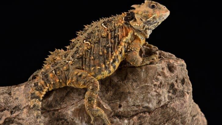 The Horned Lizard Nature Blood-Squirting Defense - NewsBreak