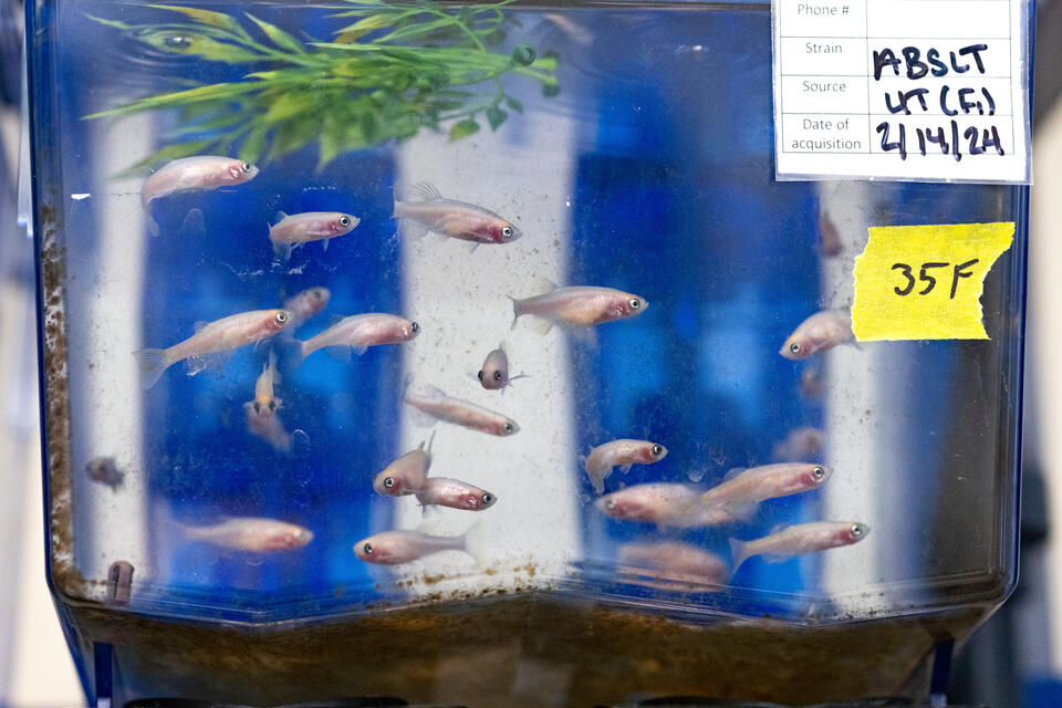Zebrafish testing yields possible opioid reversal agent