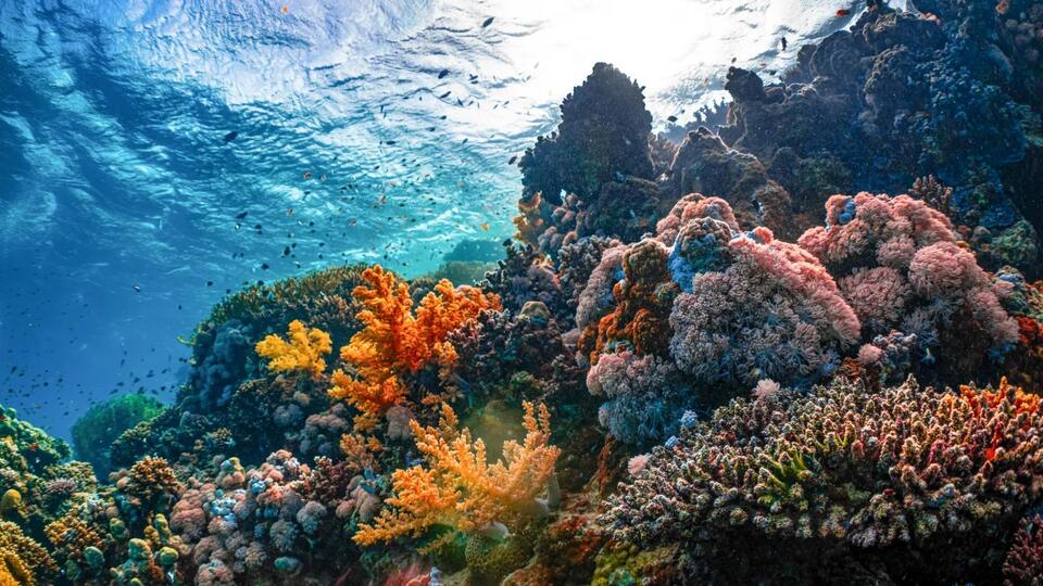 Research Finds Coral Reefs Are Being Hit Faster Than They Can Recover ...
