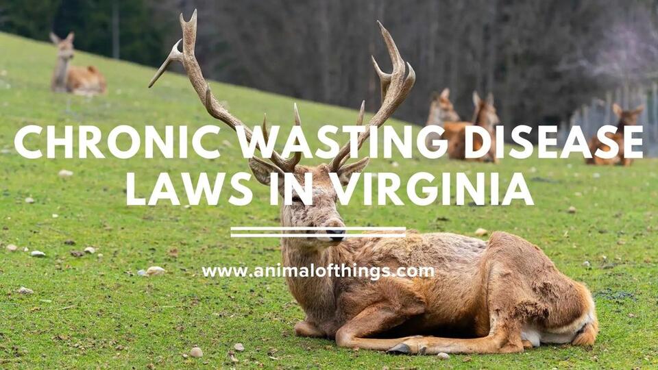 Chronic Wasting Disease Laws in Virginia Every Hunter Needs to Know ...