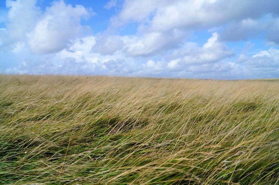Wind has a hidden influence on how efficiently ecosystems use water ...