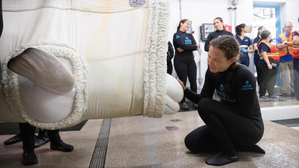 4 More Belugas Arrive at Shedd Aquarium From Shuttered Canadian Water Park
