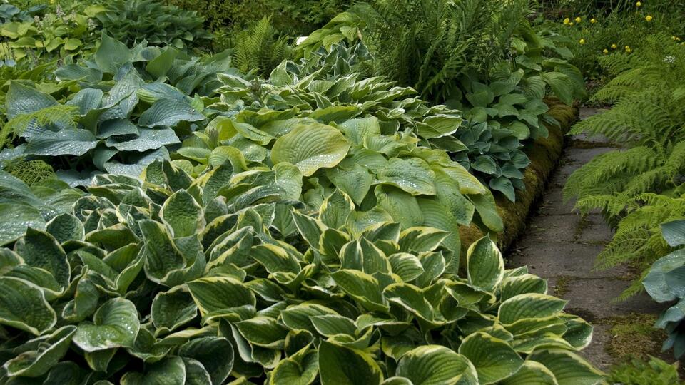 Hostas Need These 3 Things in October to Stop Destructive Slug Damage ...