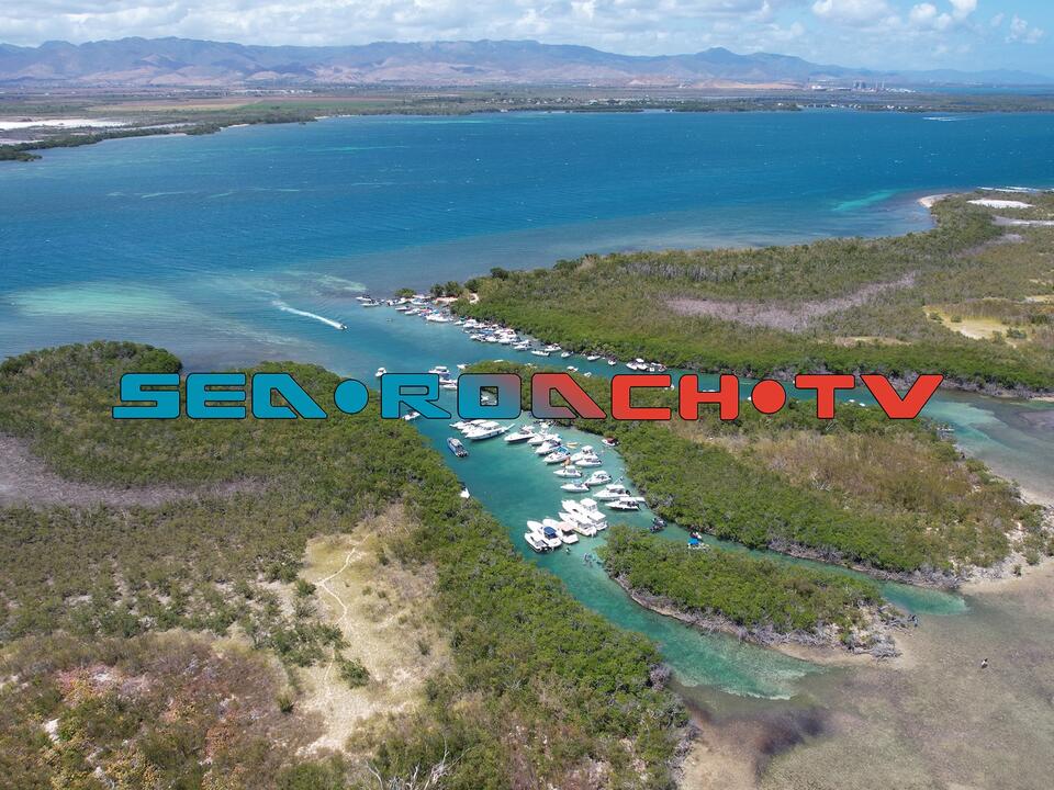 Manatees at Salinas, Puerto Rico Mangroves | Sea Roach TV | NewsBreak