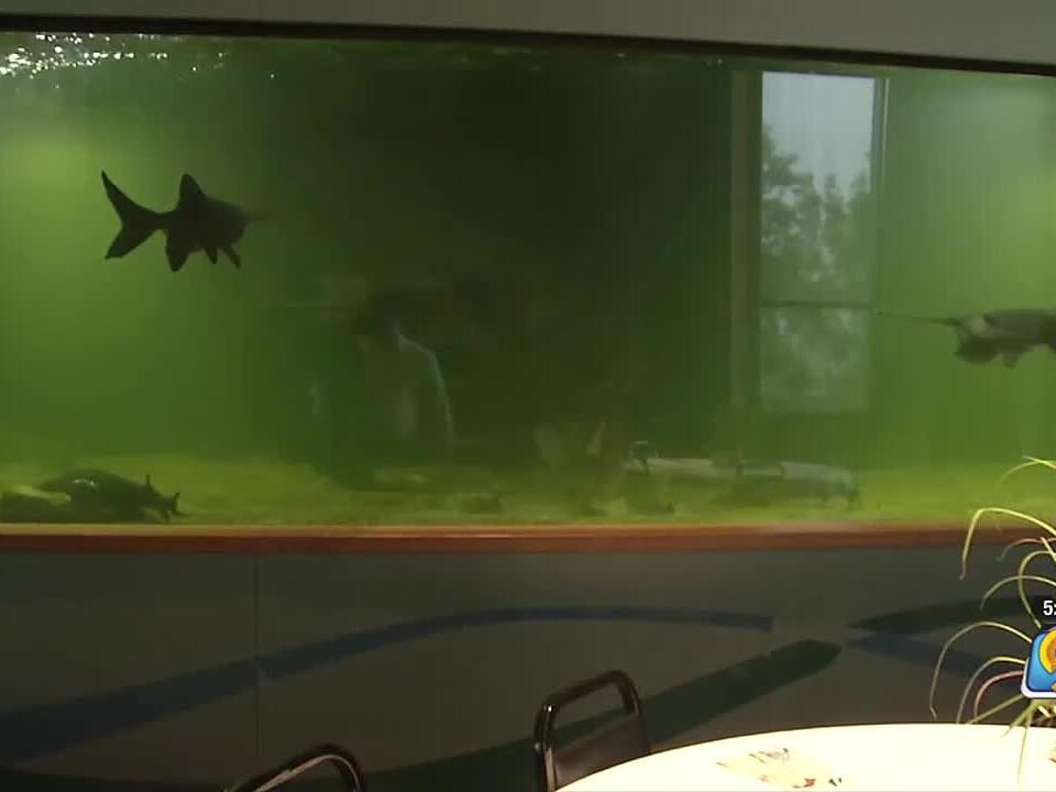 Dubuque aquarium exhibit closes after chemical leak causes death of