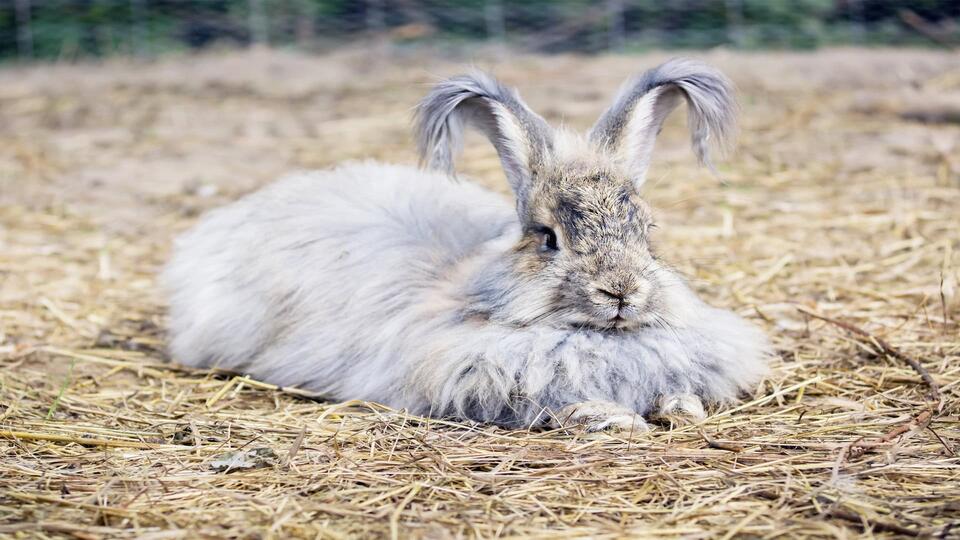 Everything You Need to Know About Angora Rabbits - NewsBreak