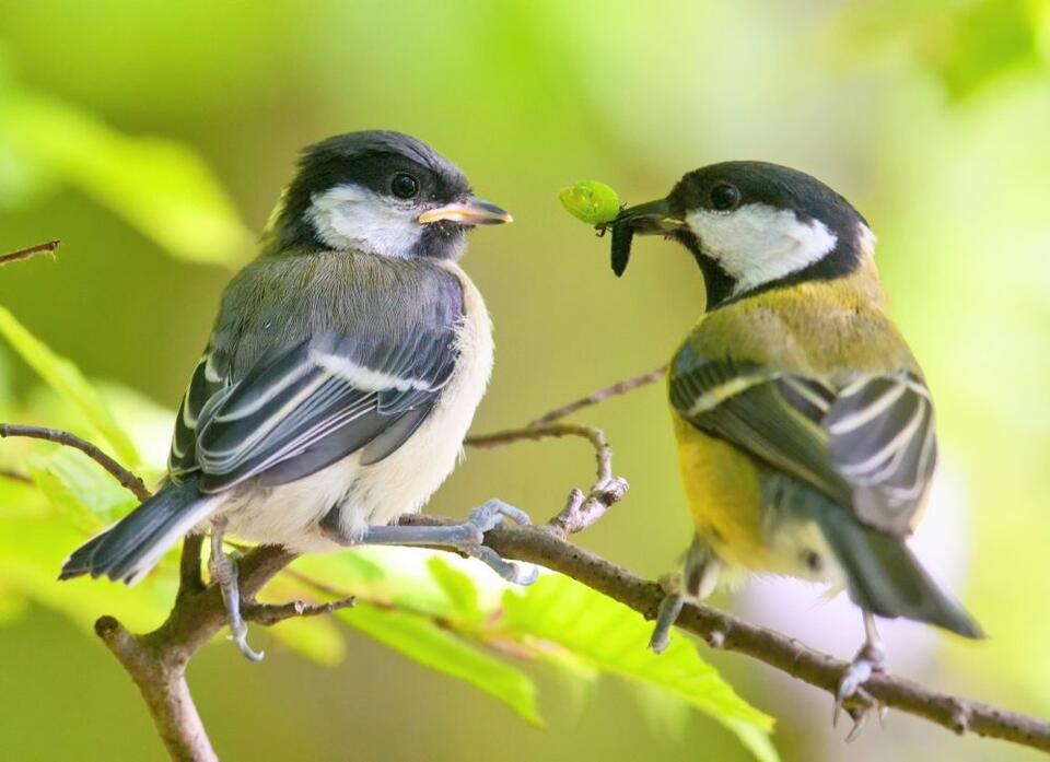 Young birds learn to survive from siblings instead of their parents ...