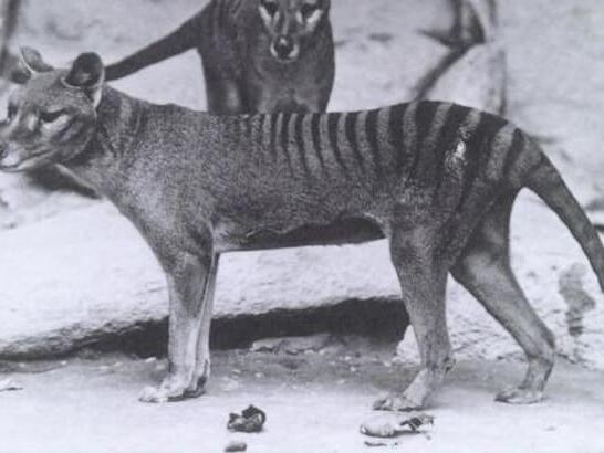 Tasmanian Tiger Might Have Survived Into the Aughts, Study Claims