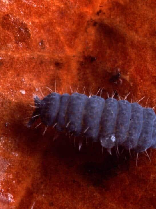 These Tiny Creatures Can Survive Boiling and Freezing Temperatures
