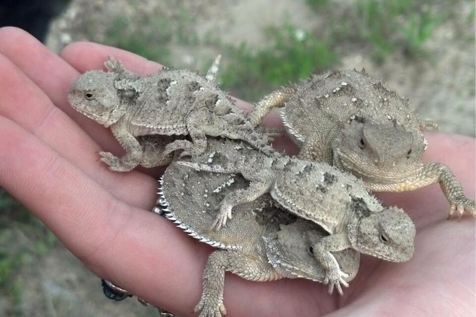 Spotting The Horny Toad: Help Track Montana's Unique Lizards