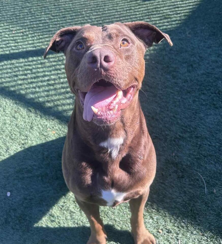 Adopt Chopo the Pit/Lab mix from Rockwall shelter - NewsBreak