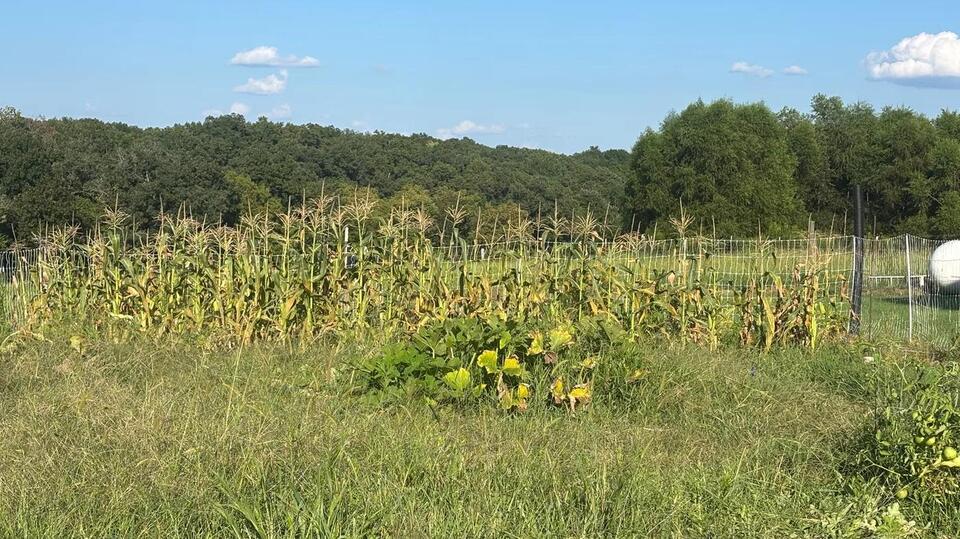 Garden from scratch? Not so easy
