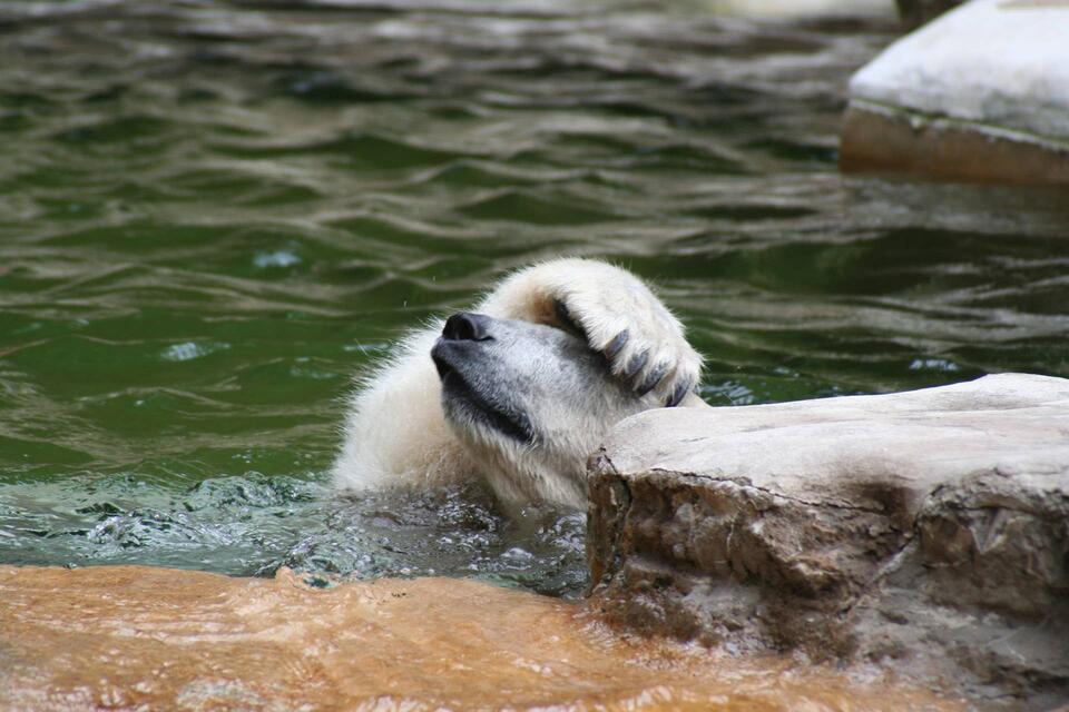 A Polar Bear Raised With a Grizzly Joins a Major Midwest Attraction ...