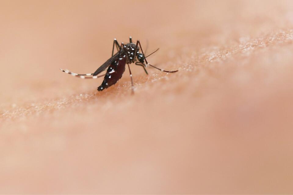 Summer Evenings In West Texas Call For Peppermint And Lavender To Keep Mosquitoes At Bay
