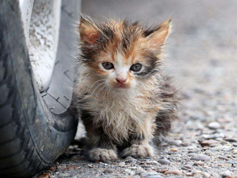 Kitten Trapped Between Truck’s Wheels Rescued in Ohio