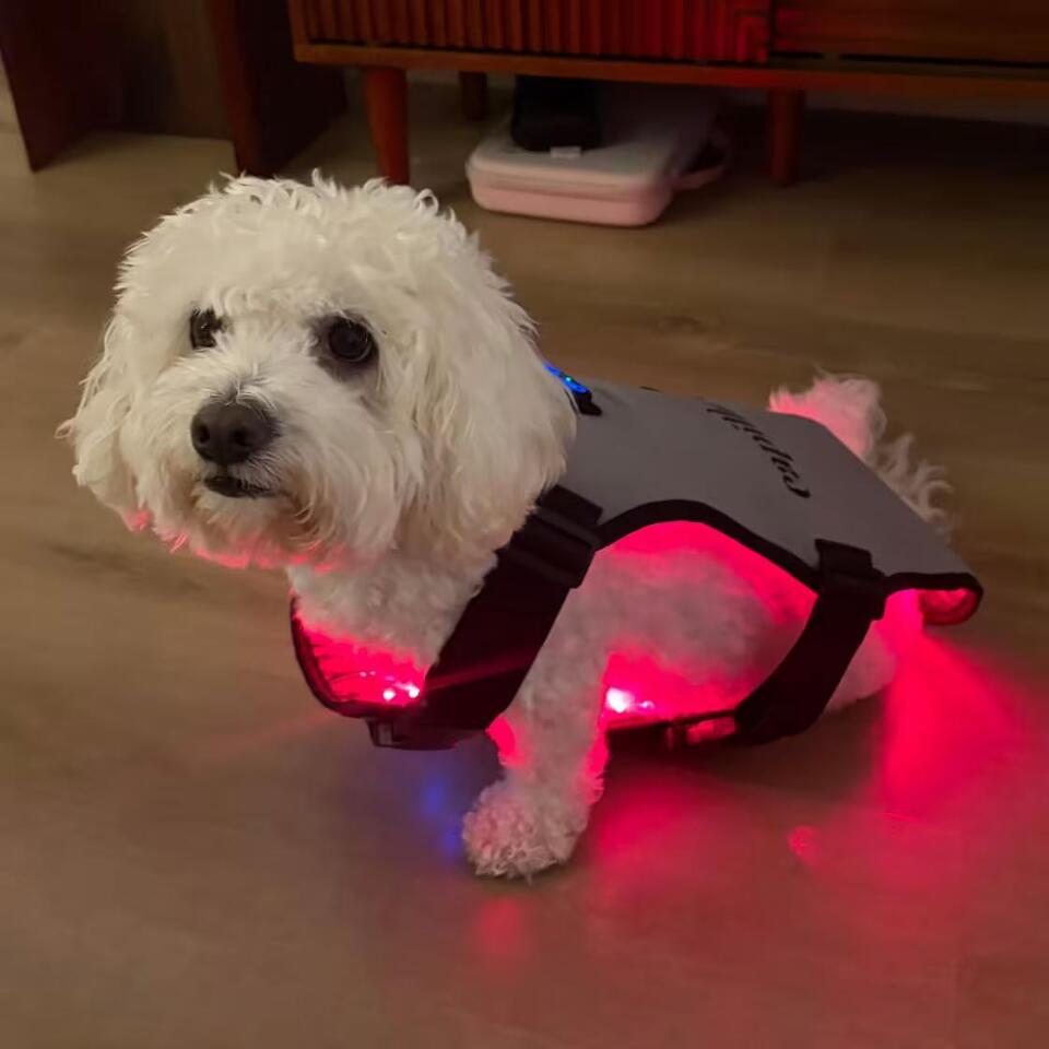 Yes, you can use red light therapy devices on your dog — but do they actually have benefits?