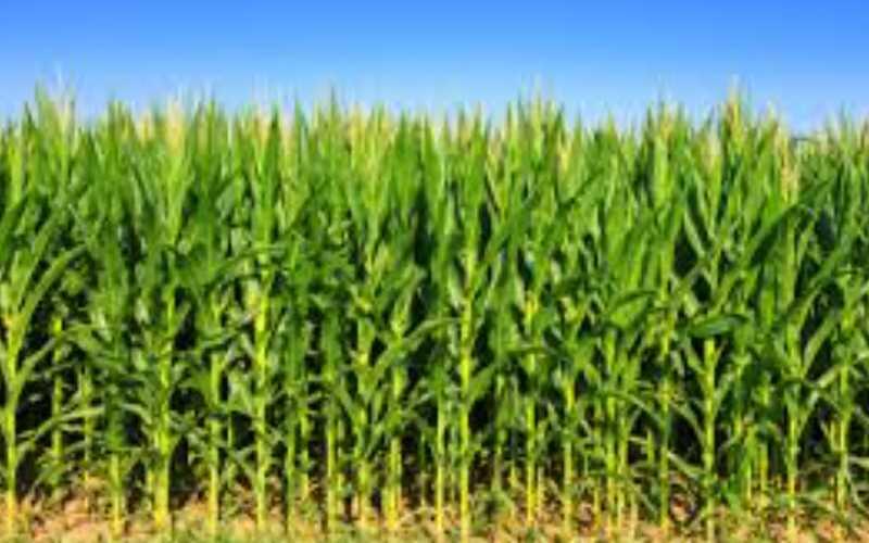 Piatt County Authorities Remind of Rural Driving Safety