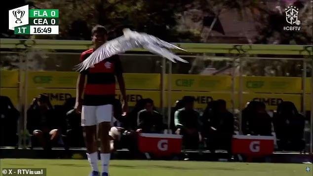 Incredible moment Brazilian youth game is stopped as PARROT attacks player