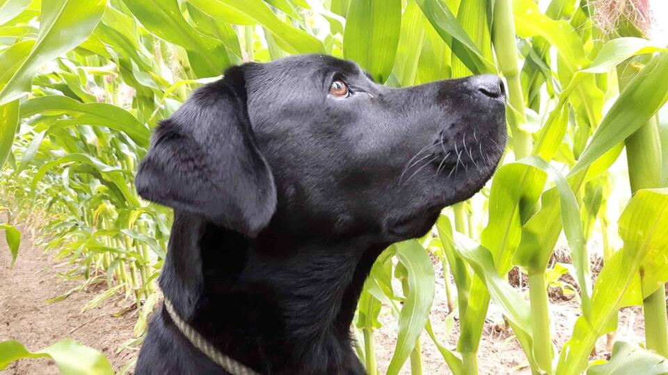 Dogs Show Human-Like Brain Activity When Resisting Temptation - NewsBreak