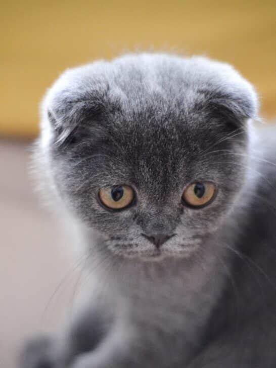 Scottish Folds – The Hidden Truth - NewsBreak