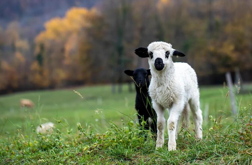 Livestock Grazing on Public Land in California: Permits, Fees, and ...