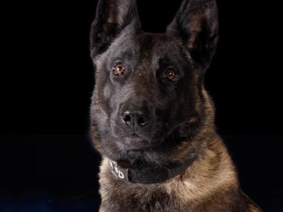 Police dog dies after being left in car when air conditioner malfunctioned