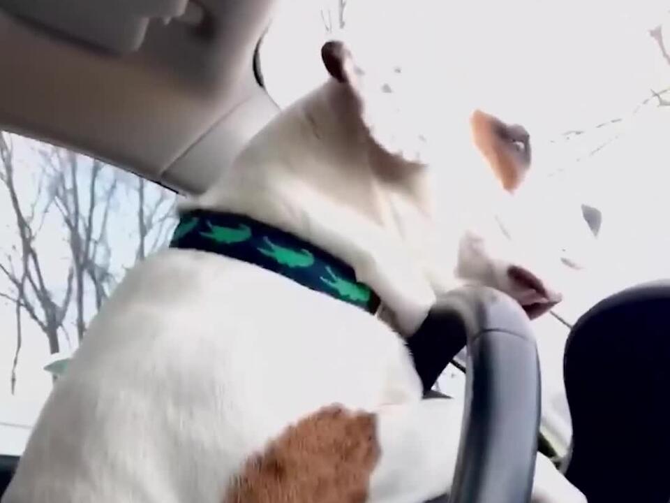 pup-lays-on-the-horn-in-parking-lot