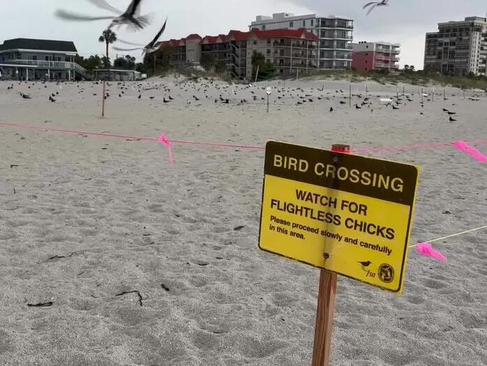 New signage warns Pinellas County beachgoers about firework dangers to