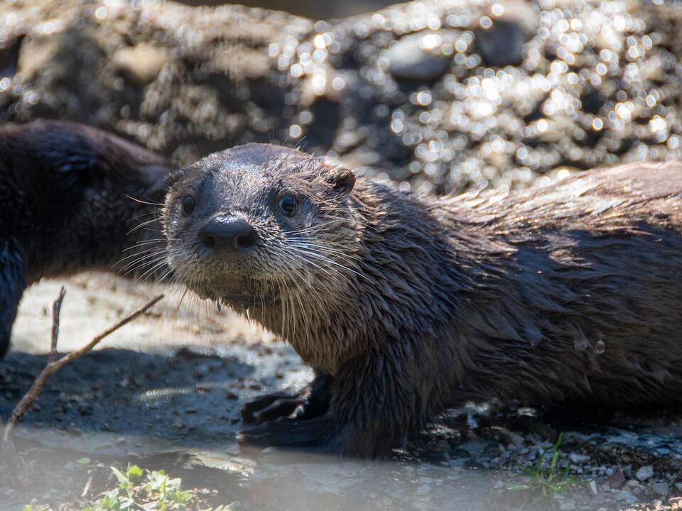 Help name baby otter triplets born at Michigan’s Potter Park Zoo