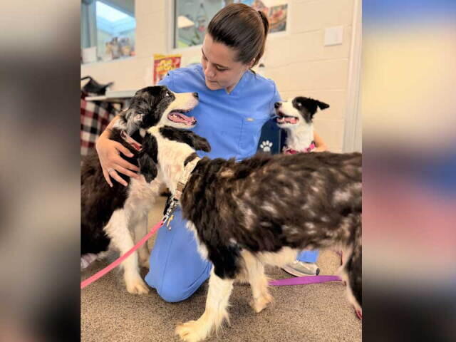 Rescued border collies: This is when they'll be up for adoption