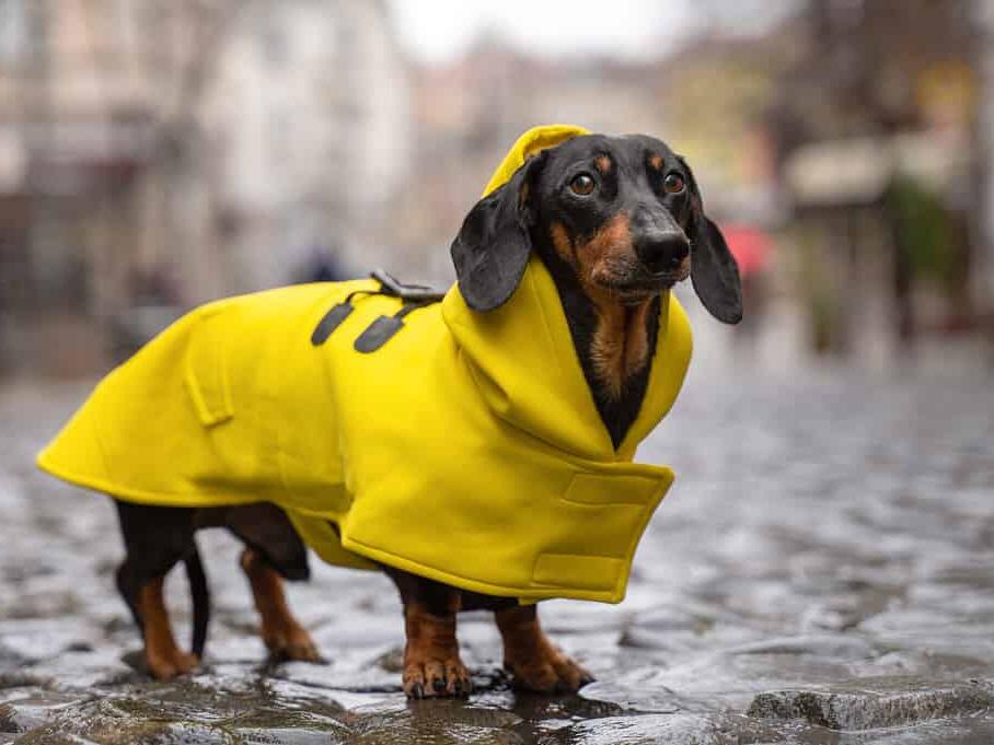 Do Dogs Really Need Coats and Boots? How to Protect Them When It’s Cold
