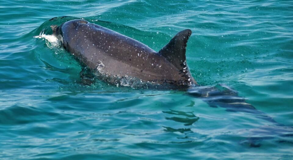 Iran’s Chilling Plot To Use Dolphins To Attack U.S. Warships In Strait ...