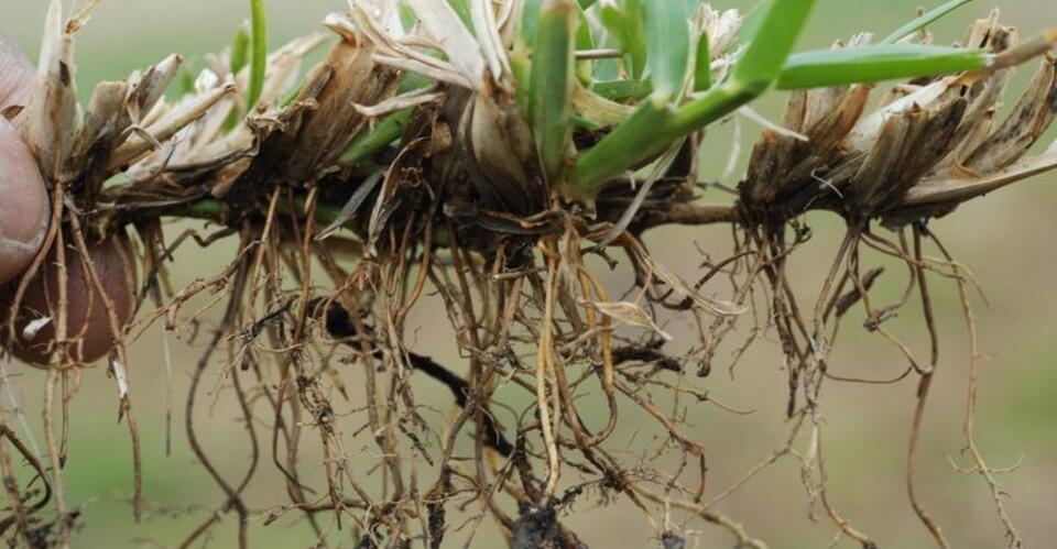 Signs Of Take-All Root Rot In California Lawns Before It Is Too Late ...