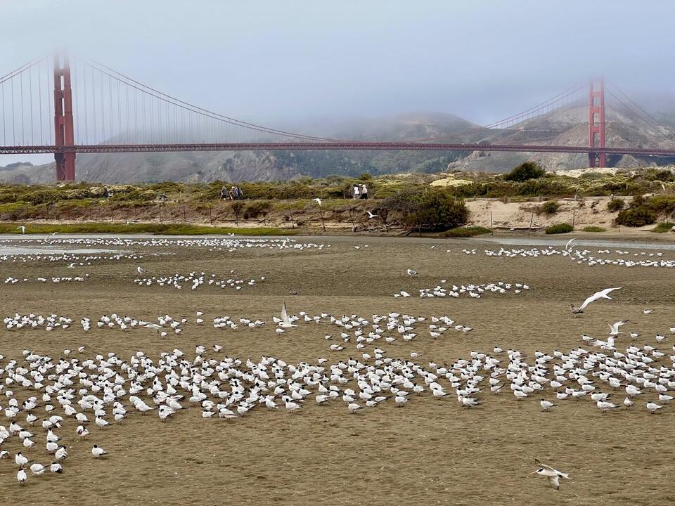 Elegant Terns return to Crissy Marsh this fall - NewsBreak