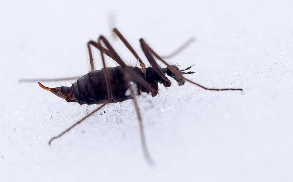 How Snow Flies Survive Subzero Cold with Special Antifreeze Proteins ...