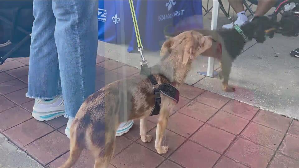 Baton Rouge community gives generous donations to local animal shelters ...