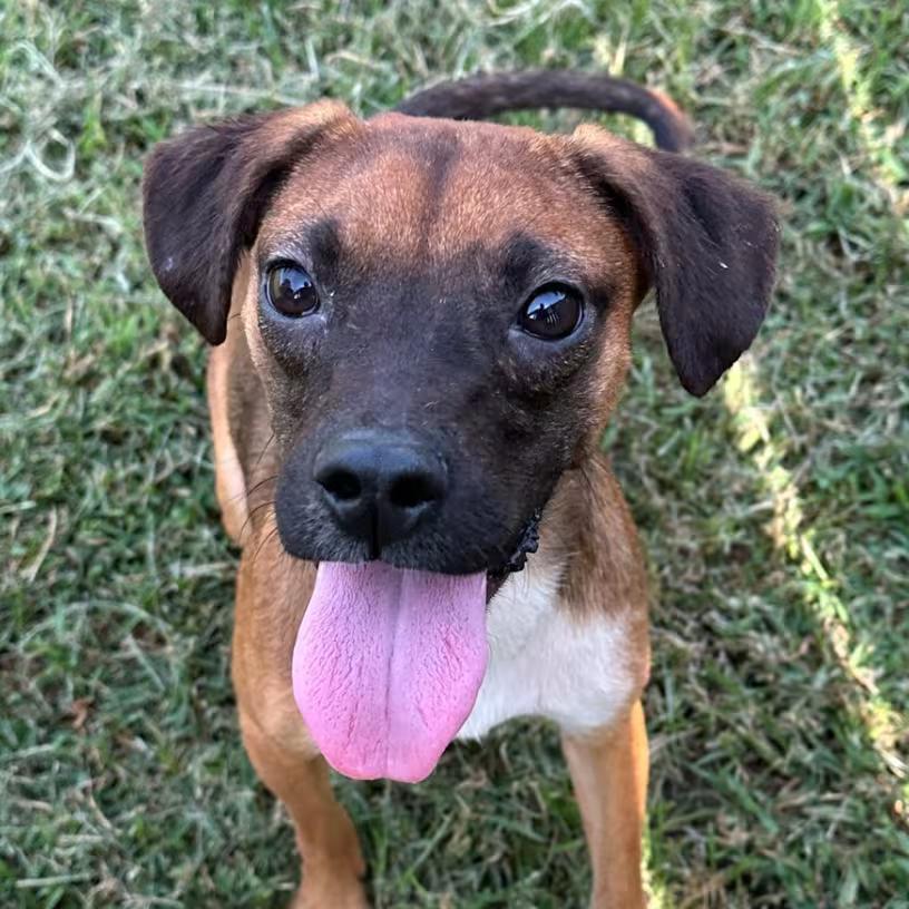 🐶 Playful Pups & Sweet Adult Dogs Ready for Adoption in Shawnee - NewsBreak