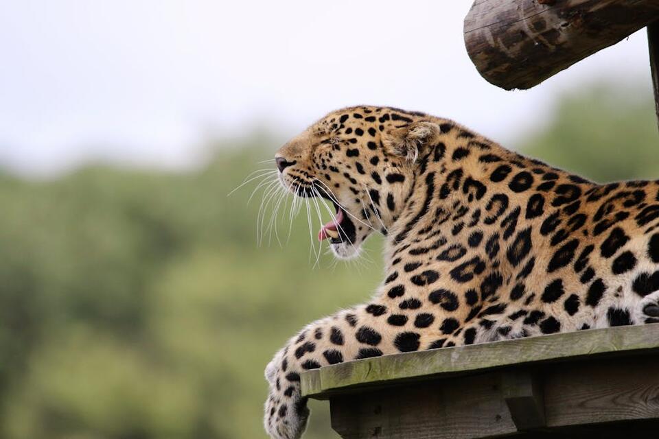Deadly Leopard Kills 2-Year-Old in Third Fatal Big Cat Attack Within ...