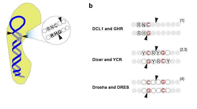 GHR motif discovery reveals new mechanism in plant miRNA processing ...