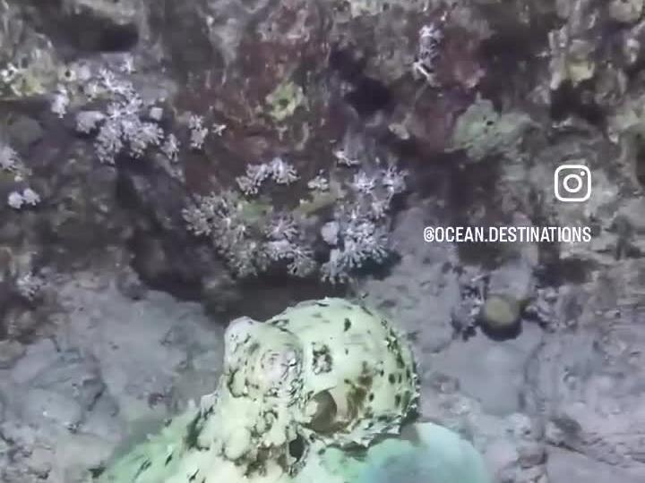Octopus Camouflaged Under Water This Is Cool ️😁