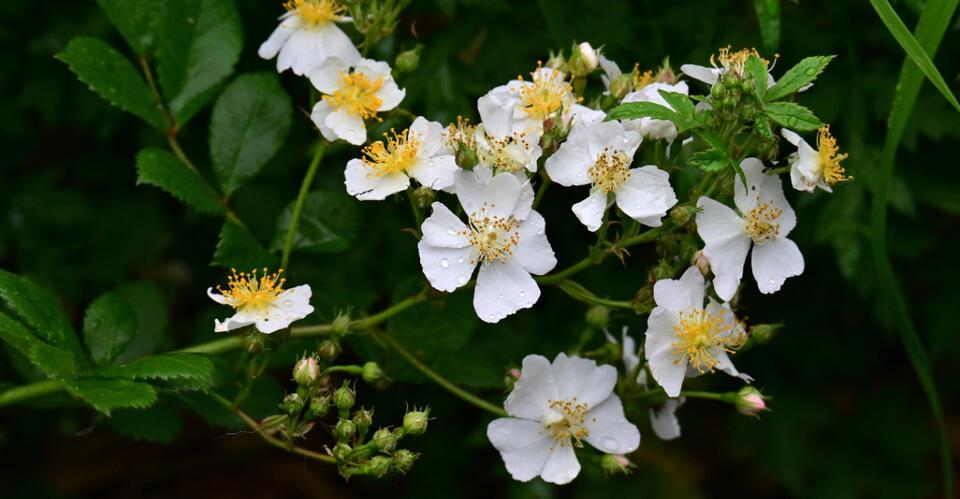 The Invasive Shrubs North Carolina Gardeners Are Finally Pulling Out ...