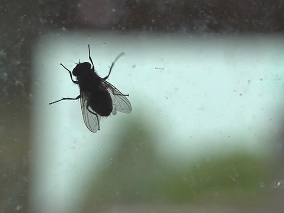 Why are there so many flies in the Coastal Bend right now?
