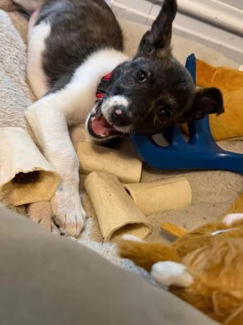 🐶 Playful & Loving Dogs Ready for Adoption in Winter, WI - NewsBreak