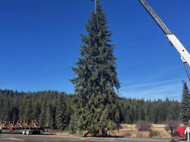 Idahoans to decorate this year's Capitol Christmas Tree in D.C.