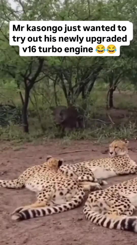 He begged for a race! Mr Kasongo, the legendary warthog, has upgraded