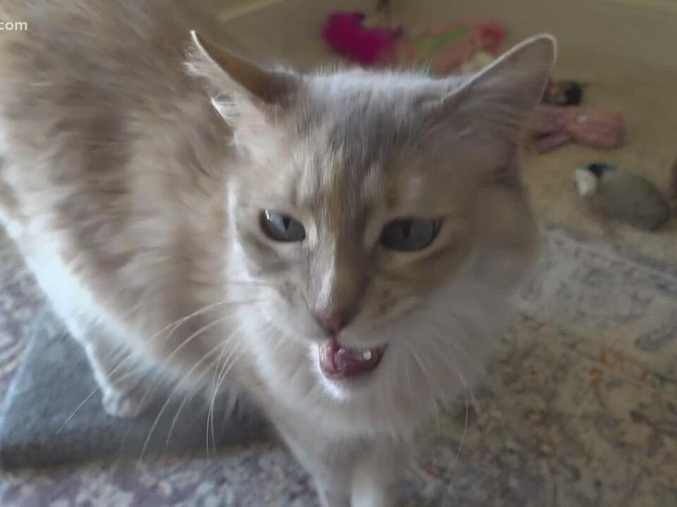 Declawing cats will be illegal in Virginia starting July 1. Here's what