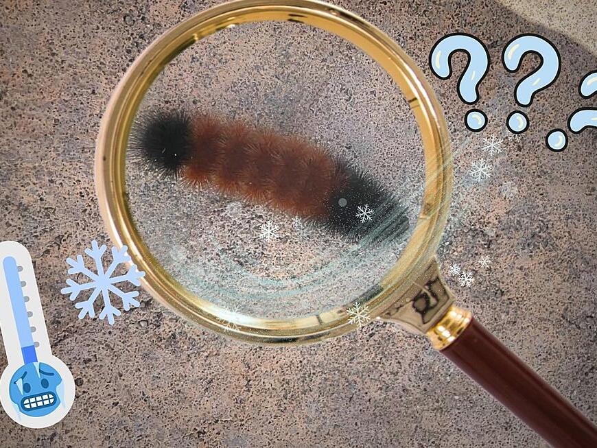 What Does This Southern Indiana Woolly Worm Say About The Winter?