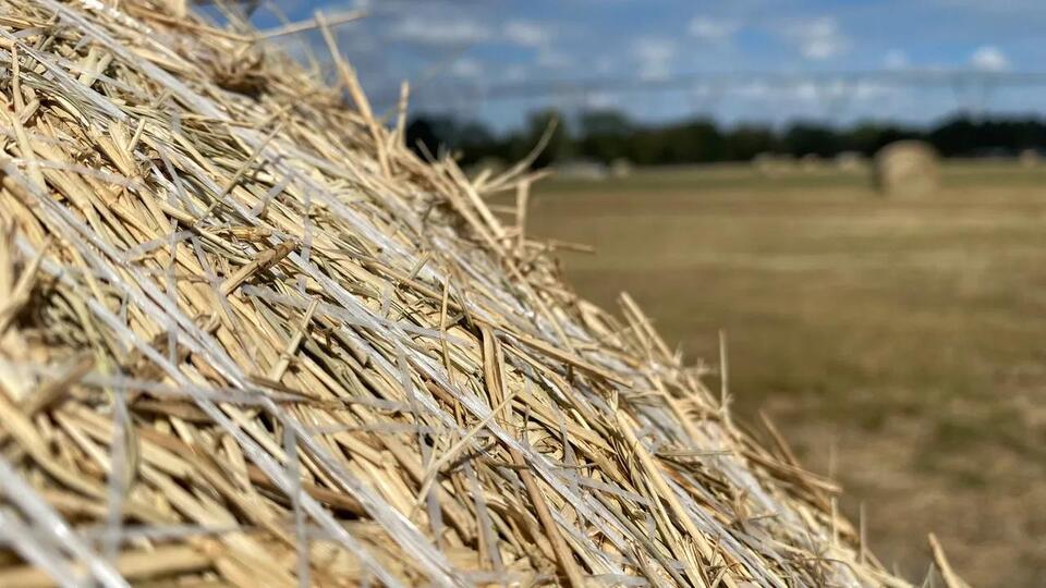 Nicolas DiLorenzo, University of Florida cattle nutrition specialist, provides timely tips to ...