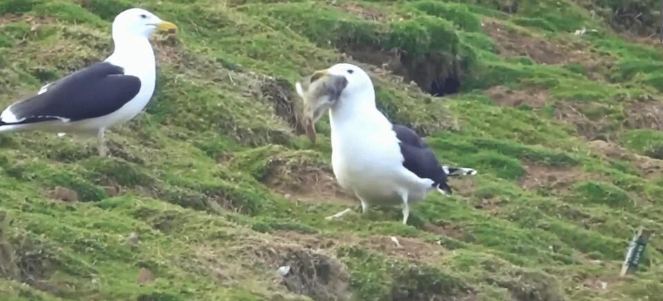 Seagull Swallows a Whole Rabbit on Welsh Island - NewsBreak