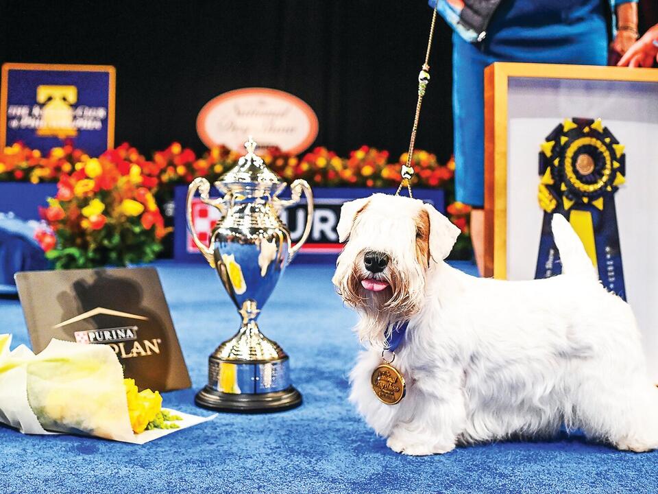 National Dog Show tickets on sale now